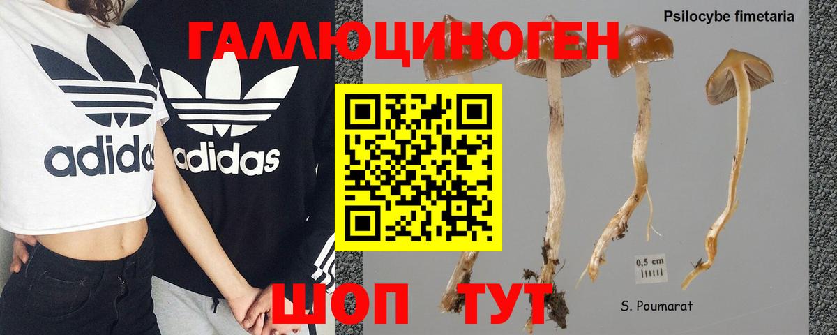 Псилоцибиновые грибы прущие грибы Губкин